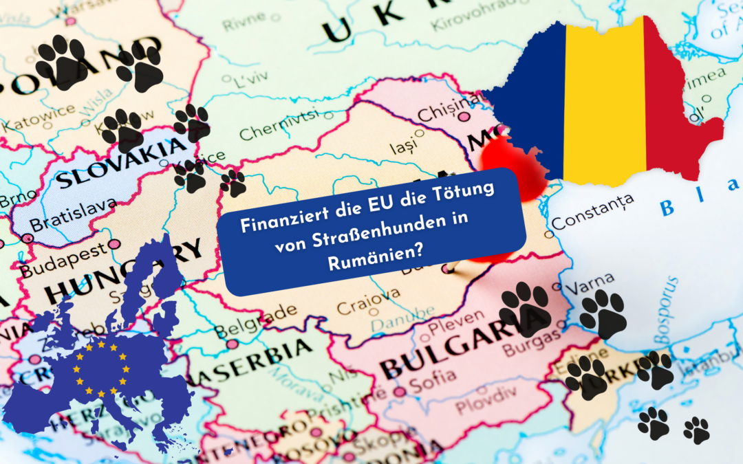 Straßenhunde in Rumänien und die Rolle der EU – Eine Einordnung