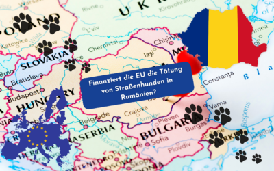 Straßenhunde in Rumänien und die Rolle der EU – Eine Einordnung
